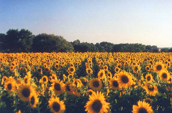 sonnenblumen