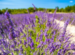 Lavendel in der Provence, Frankreich