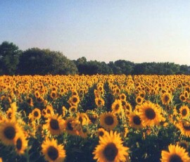 sonnenblumen